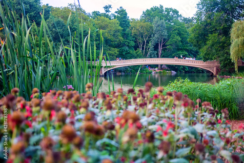 Central Park in the summer with the Bow Bridge in the background and wildflowers in the foreground