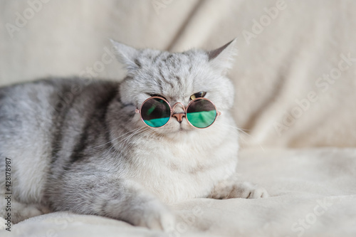 Portrait of white fluffy cat in fashion sunglasses. Luxurious domestic kitty in glasses poses on creamy background wall.