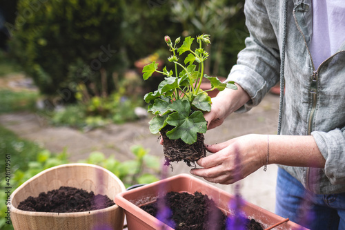 Quadro su tela Gardening in spring