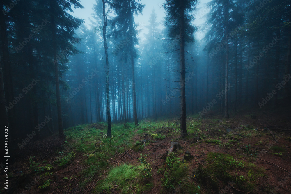 Fototapeta premium Karpacz - las