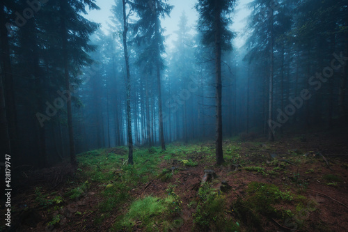 Karpacz - las © Radosław Dybała