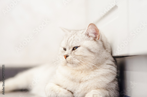 Funny gray pussy lying resting.Beautiful Scottish cat.