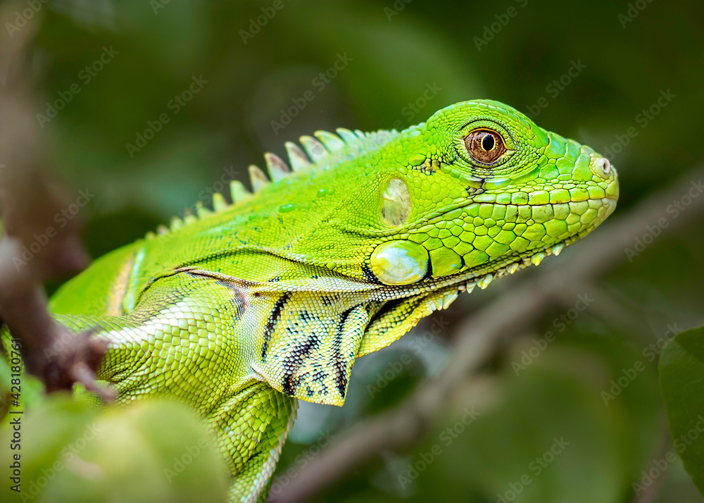 green iguana on a branch green iguana on a branch
