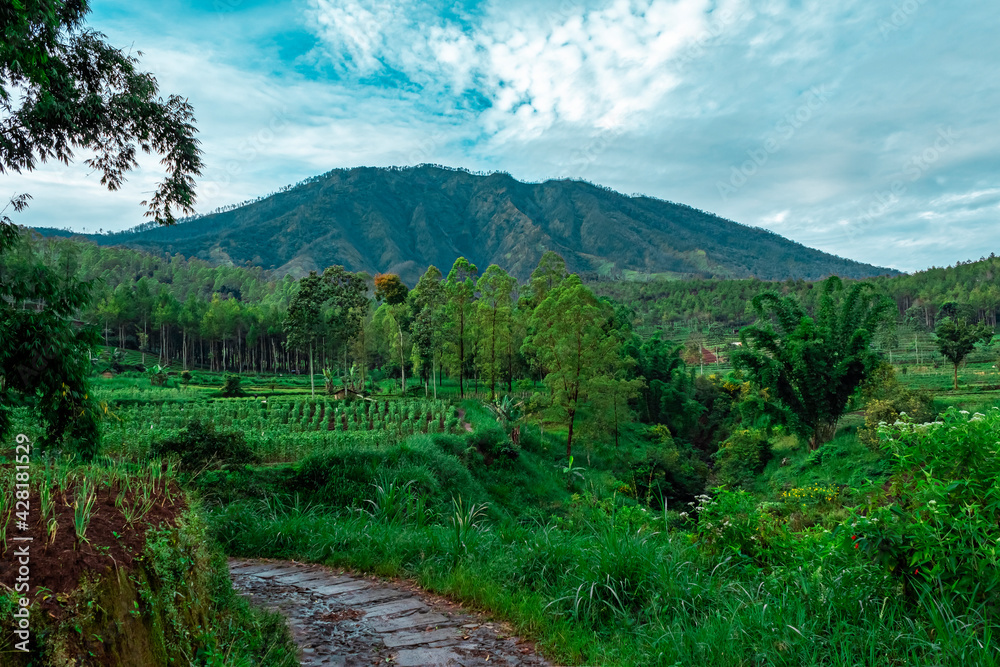 View of a plantation on the plateau