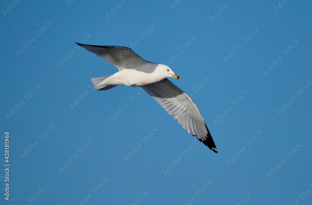 Ring-billed gull (Larus delawarensis) in flight, Carburn Park, Calgary, Alberta, Canada,