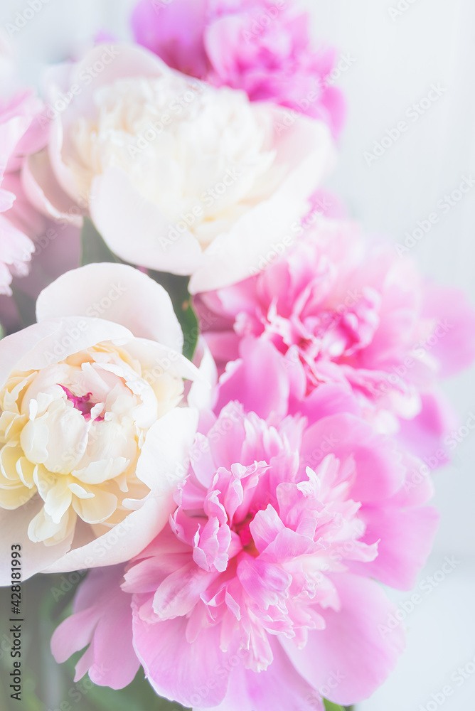 Minimalistic background with fresh bright blooming peonies flowers.