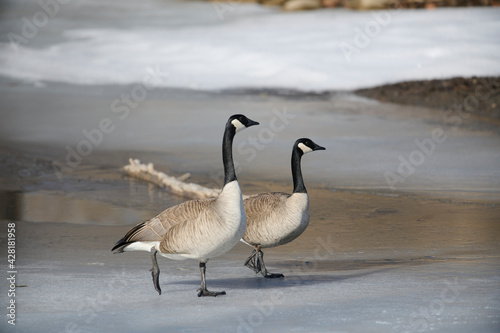 Pair of Canada geese (Branta canadensis) walking on a frozen lake, Calgary, Inglewood Bird Sanctuary, Alberta, Canada
