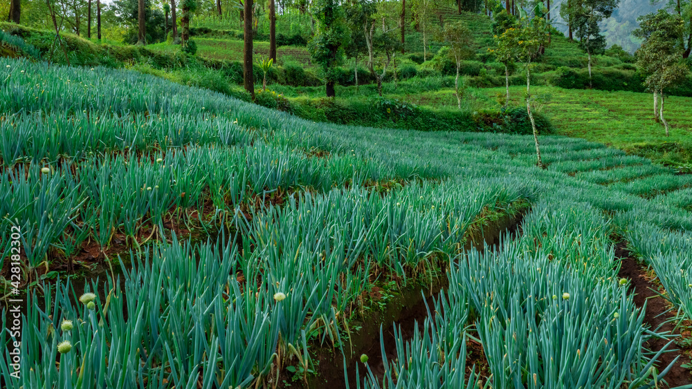 View of a plantation on the plateau