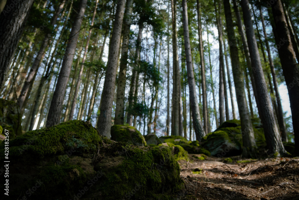 Wald Nähe Xanderklinge, Nagold, Schwarzwald, Moss bedeckte Bäume und Fels, mystisches Geäst