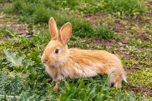 a small rabbit with a white - brown color sits in the green grass. Beautiful picture, background image, cover, calendar . Summer photo of a rabbit