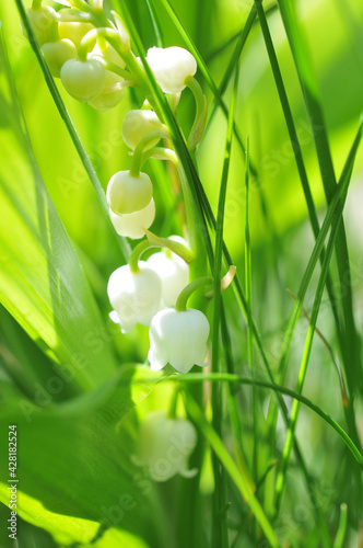 Картината върху платно Brin de muguet en gros plan