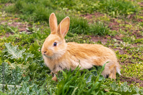 a small rabbit with a white - brown color sits in the green grass. Beautiful picture, background image, cover, calendar . Summer photo of a rabbit