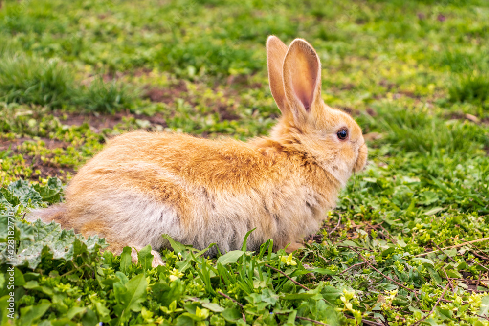 Fototapeta premium a small rabbit with a white - brown color sits in the green grass. Beautiful picture, background image, cover, calendar . Summer photo of a rabbit