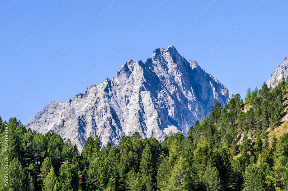 mountain vegetation, green and luxuriant woods, the lung of the earth