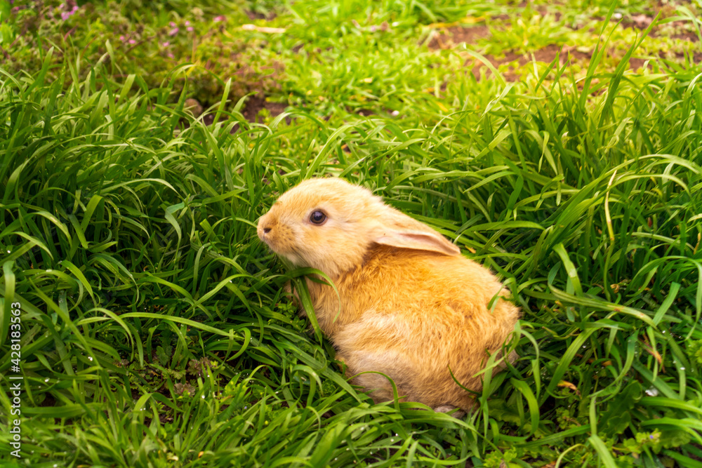 Red rabbit in the grass