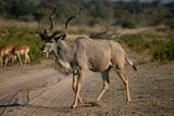 Kudu antelope wandering around in Chobe National Park of Botswana, Southern Africa.