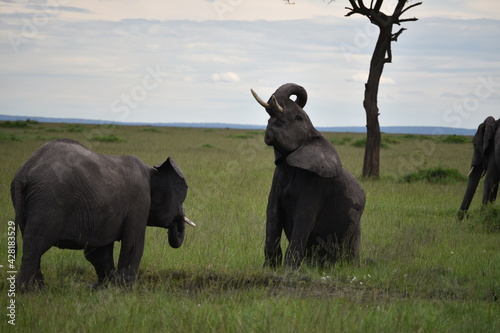 african elephants in the savannah