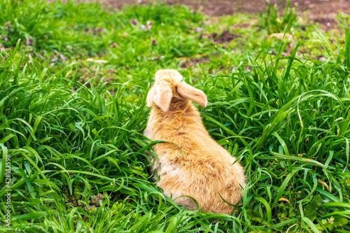 Red rabbit in the grass © Dyukareva Olga