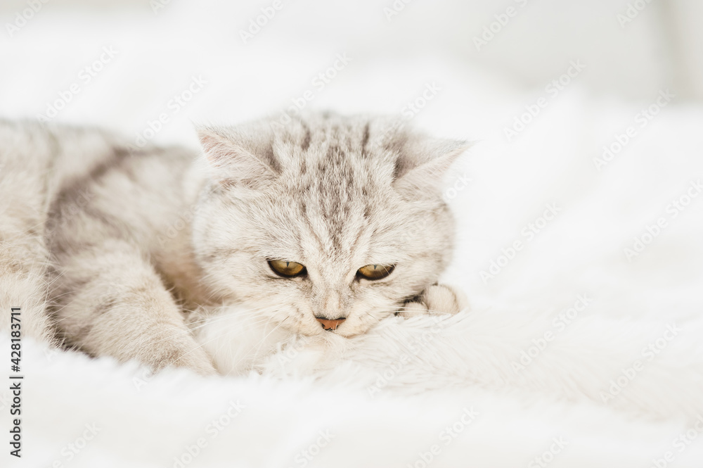 Funny gray cat playing with a toy.Beautiful light pussy