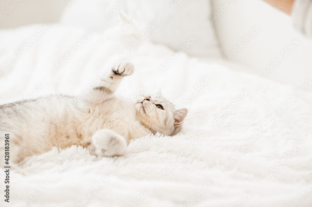 Funny gray cat. little cute gray kitten plays on a white plaid.Fluffy cat of the Scottish breed. Funny gray cat. little cute gray kitten plays on a white plaid.Fluffy cat of the Scottish breed.
