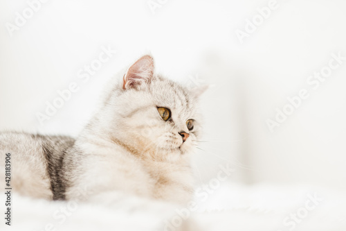 Funny gray cat. little cute gray kitten plays on a white plaid.Fluffy cat of the Scottish breed.