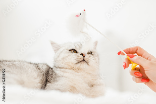 Funny gray cat playing with a toy.Beautiful light pussy