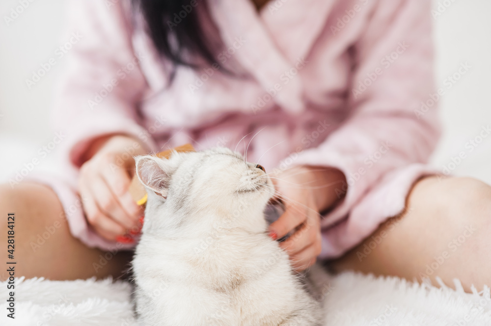 Beautiful light pussy of the Scottish breed. Сat lying in her owner's lap and enjoying while being brushed and combed.
