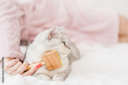 Beautiful light pussy of the Scottish breed. Сat lying in her owner's lap and enjoying while being brushed and combed.