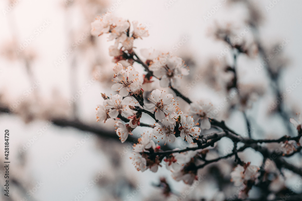 Warm photography, close-up of blooming apricots. Macro photo of spring flower Warm photography, close-up of blooming apricots. Macro photo of spring flower