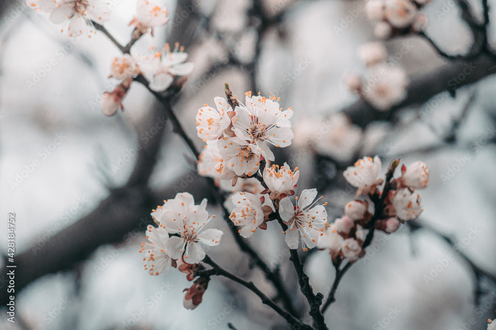 Warm photography, close-up of blooming apricots. Macro photo of spring flower Warm photography, close-up of blooming apricots. Macro photo of spring flower