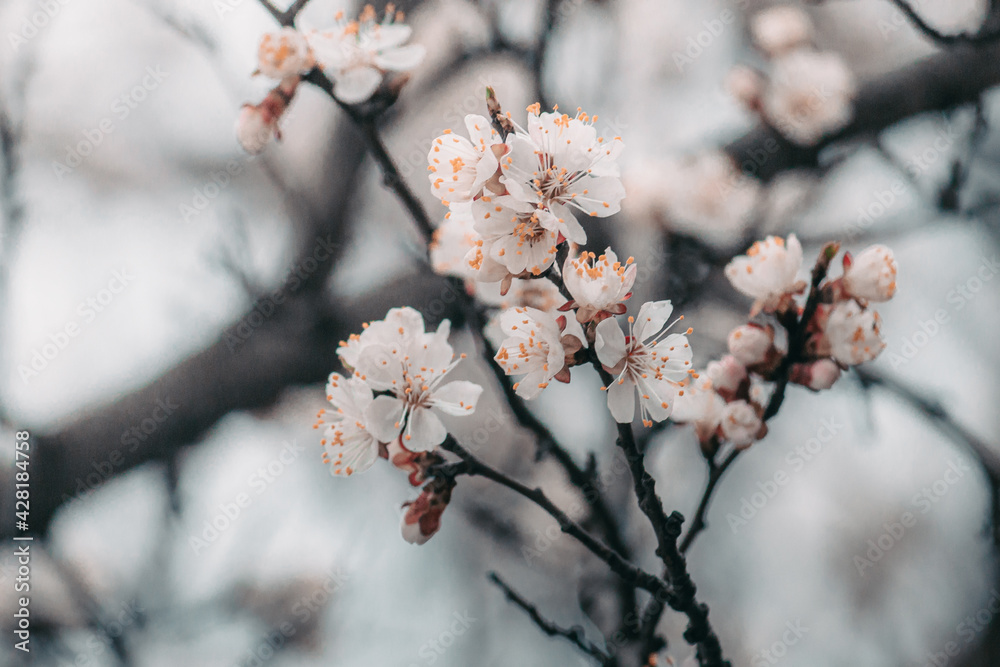 Warm photography, close-up of blooming apricots. Macro photo of spring flower Warm photography, close-up of blooming apricots. Macro photo of spring flower