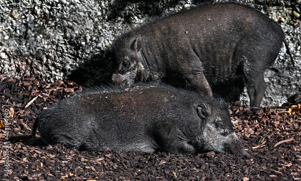 White-lipped peccary in the enclosure. Latin name - Tayassu pecari
White-lipped peccary in the enclosure. Latin name - Tayassu pecari