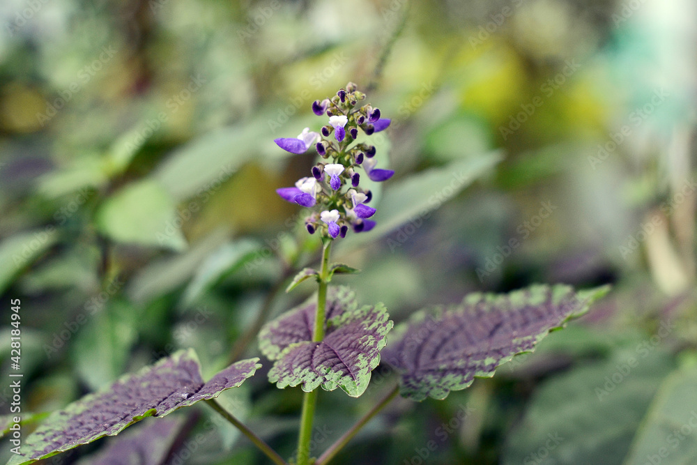 plants flower in the forest plants flower in the forest