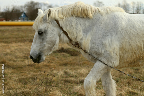 A white horse on a leash grazes the grass