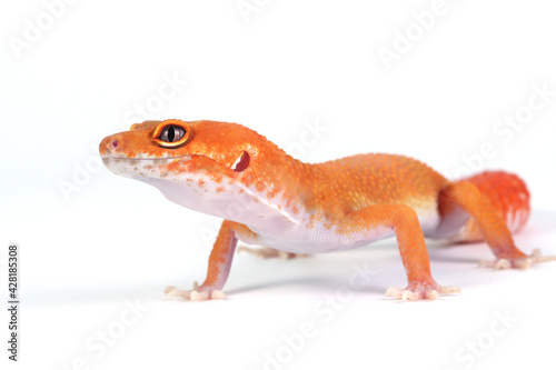 Orange gecko lizard on white background, eublepharis macularius, animal closeup