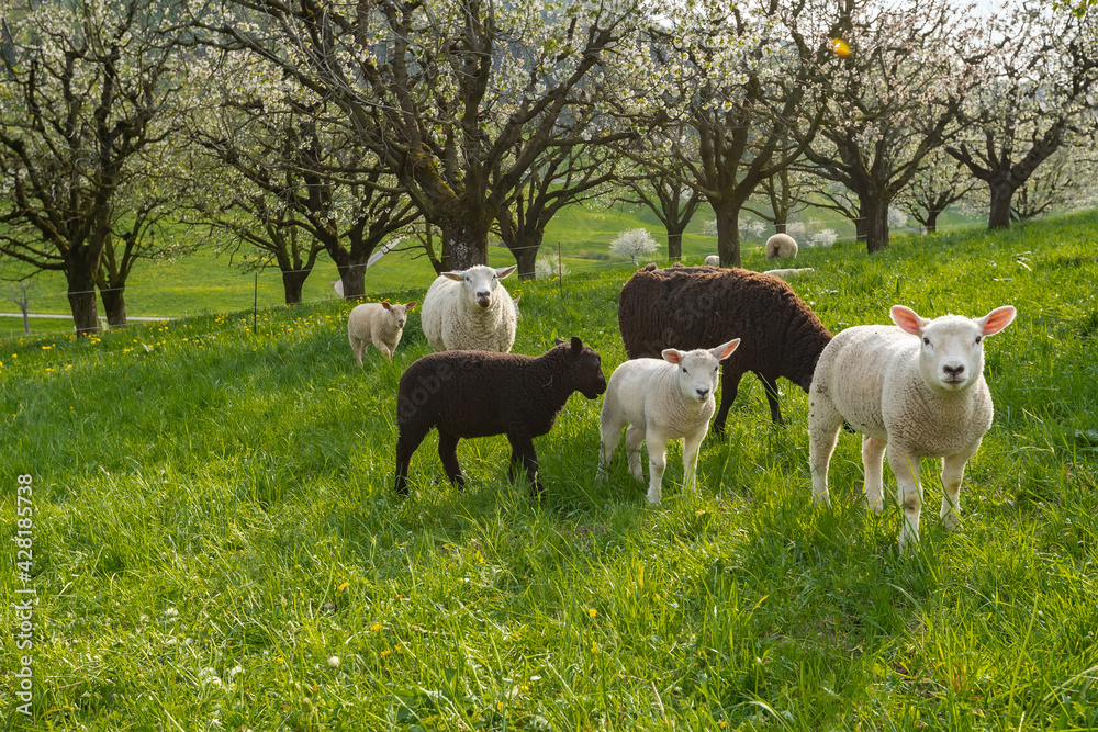 Idyllic scene with grazing sheep with nature landscape background Idyllic scene with grazing sheep with nature landscape background