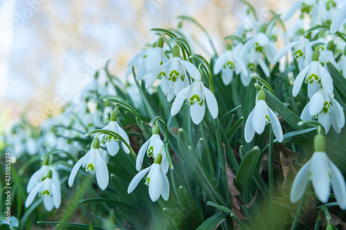 Early spring snowdrops (Galanthus nivalis). Soft selective focus