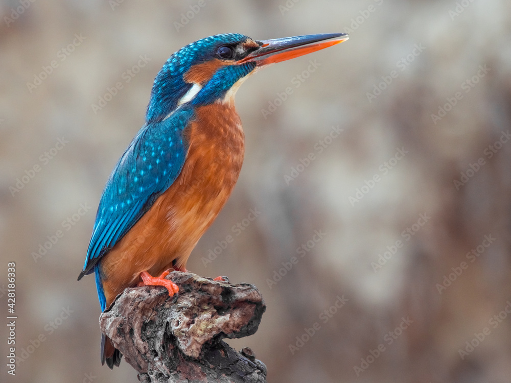 Naklejka premium Eisvogel