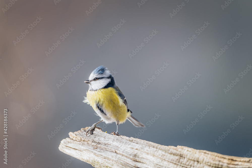 Fototapeta premium Eurasian blue tit on the old wood in wild nature. Blurred background and sunny light.