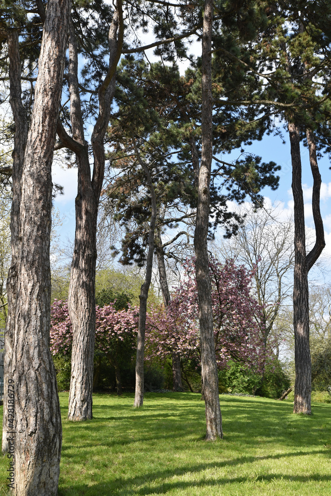 Fototapeta premium Bosquet de pins