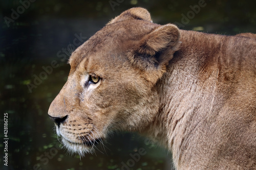 African lion closeup head, African lion closeup face