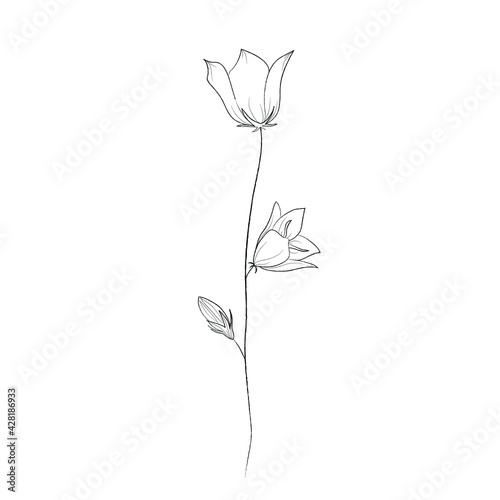 Botanical illustration of a flower. Vector black and white illustration. Botanical flower.