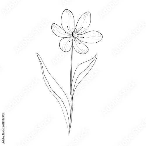 Botanical illustration of a flower. Vector black and white illustration. Botanical flower.