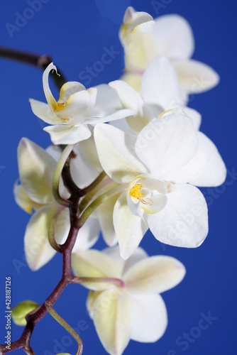 Fototapeta Naklejka Na Ścianę i Meble -  Orchid blooming with white pastel colored flowers photographed in the studio