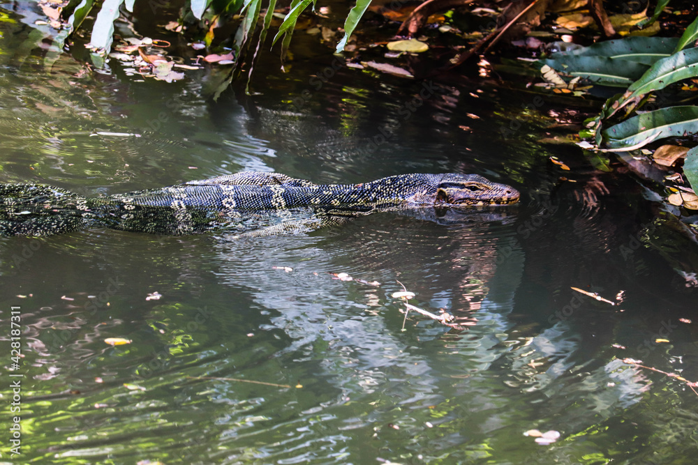 Asian water monitor lizard swimming in river Asian water monitor lizard swimming in river