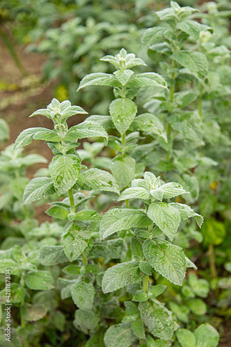 mint plant growing in the garden photo
