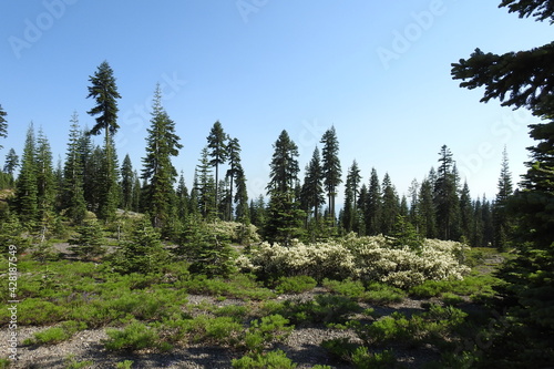 The scenic Mount Shasta wilderness, in Siskiyou County, northern California