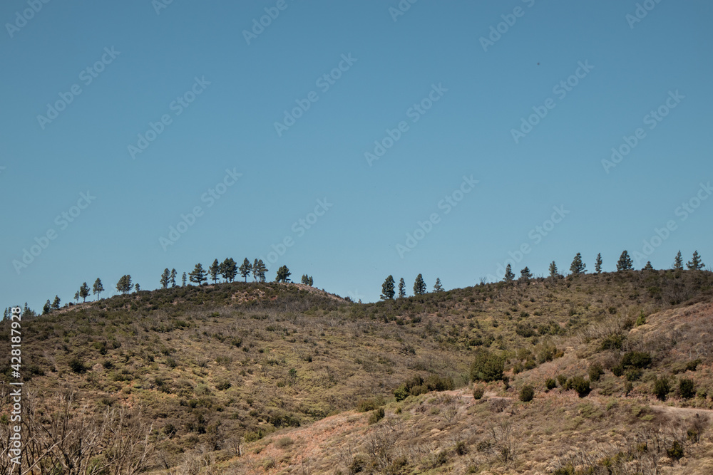 Composition of trees in the mountains against the blue sky, Free space. Travel inland to Gomera Island, Canary Islands. View from Garajonay National Park