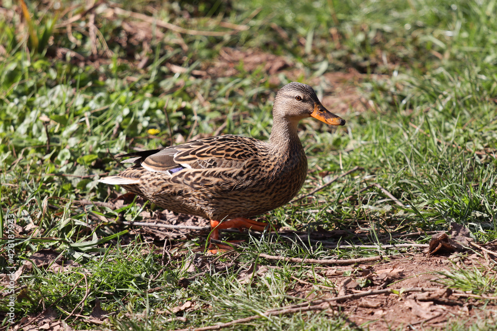 Wild female mallard duck in grass Wild female mallard duck in grass