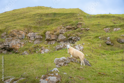 A lone Cheviot sheep (Ovis Aries) ewe looking at the camera on a rocky, rural countryside hill on the Isle of Skye, Scottish Highlands, Scotland. photo